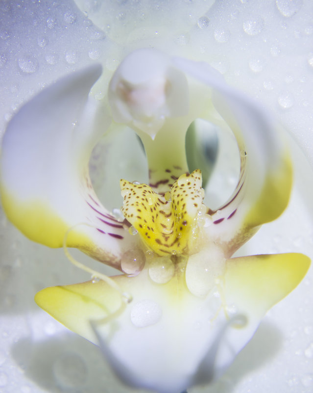 Орхидея - Юля Колосова