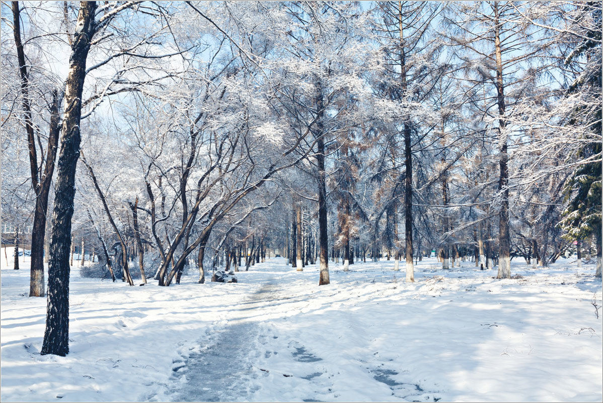 В парке зимой - Евгений Баркин