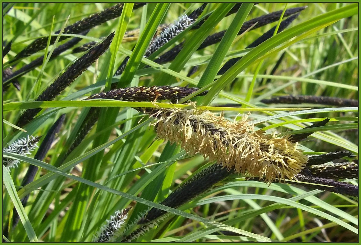 Прибрежные травы - lady v.ekaterina