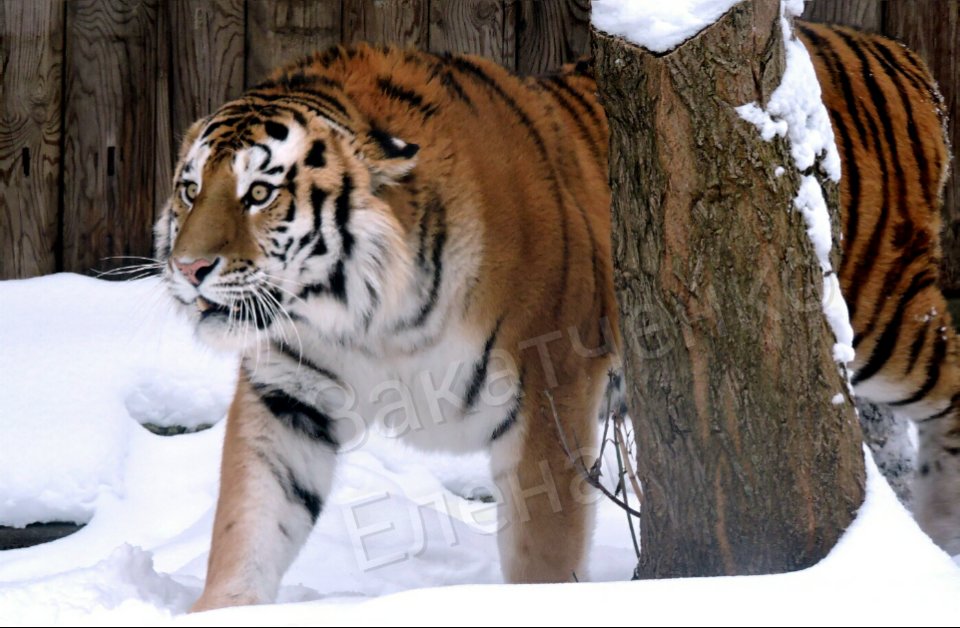 амурский тигр Устин - Алёна Закатченко