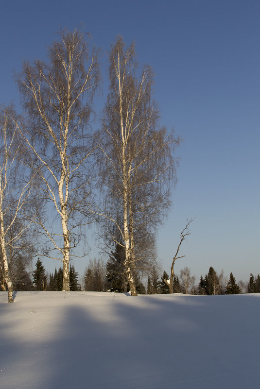 Зимний лес 3 - Иван .