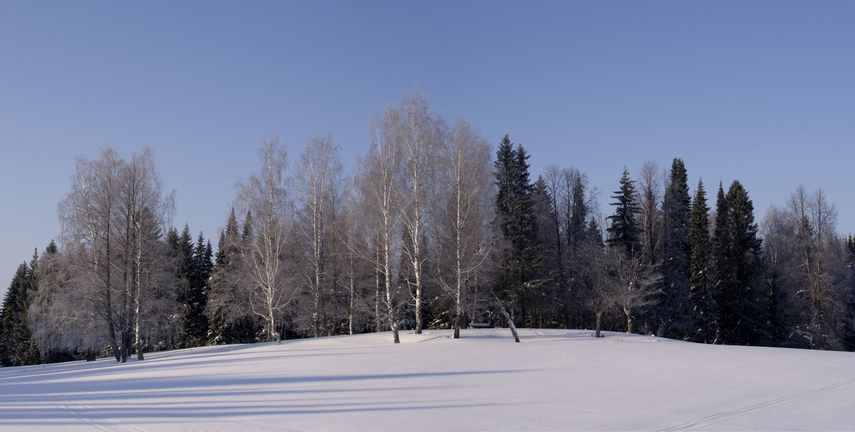Зимний лес 1 - Иван .