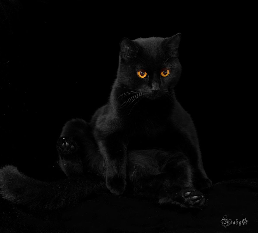 Про черного кота - Виталий Латышонок