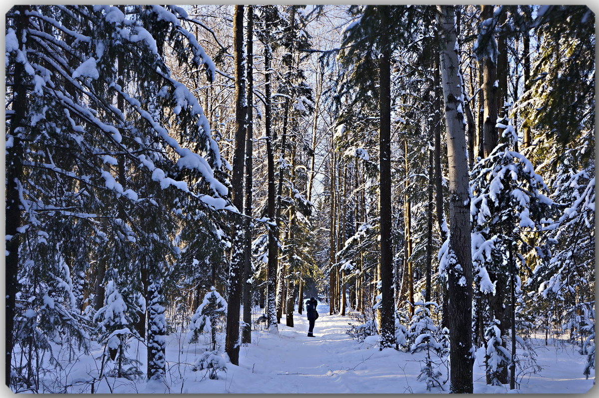 Прогулка по зимнему лесу - Любовь Чунарёва