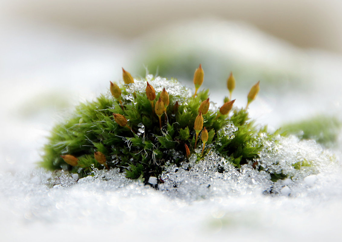 Снежный мох - Alexander Andronik