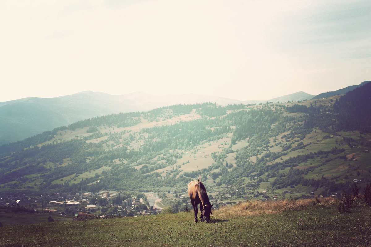 Лошадь в горах - Vlada Valko