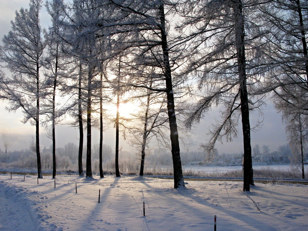 Одарила зима снежной шубой поля и леса... - ТАТЬЯНА (tatik)