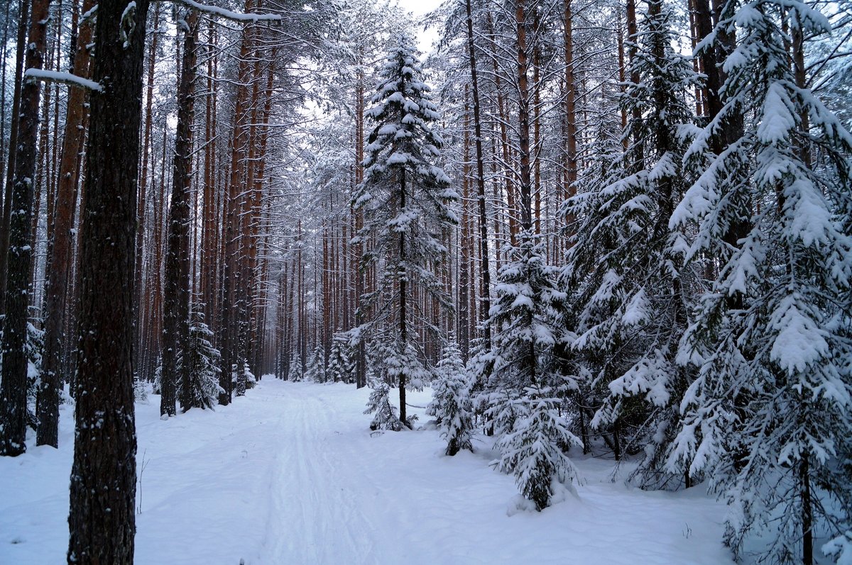 Зимний лес - Наталья Зимирева