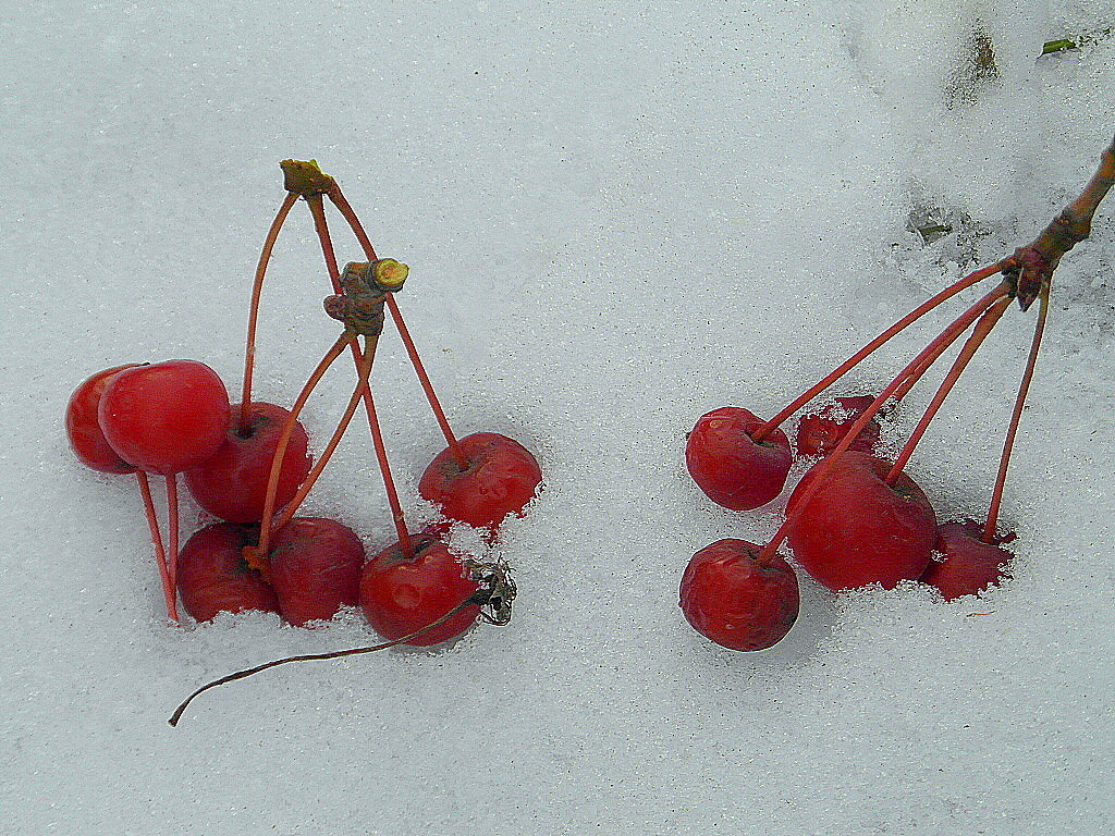 Зимние ягоды. - nadyasilyuk Вознюк