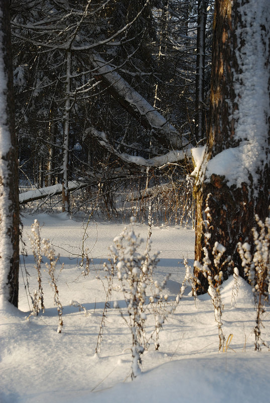 Под белым покрывалом января - sergej-smv 