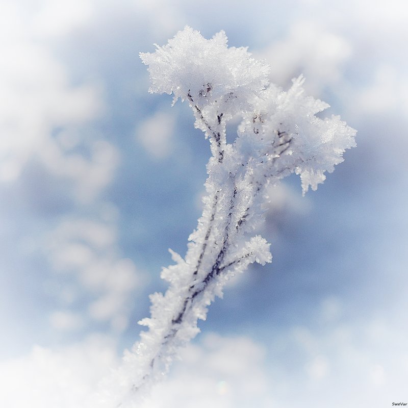 Ледяные цветы - wea *