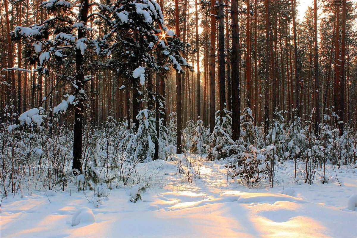 Зимняя природа - И.В.К. ))