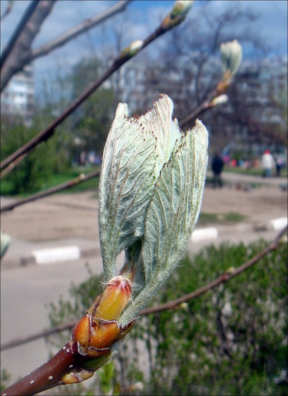 Весенний этюд - Нина Корешкова