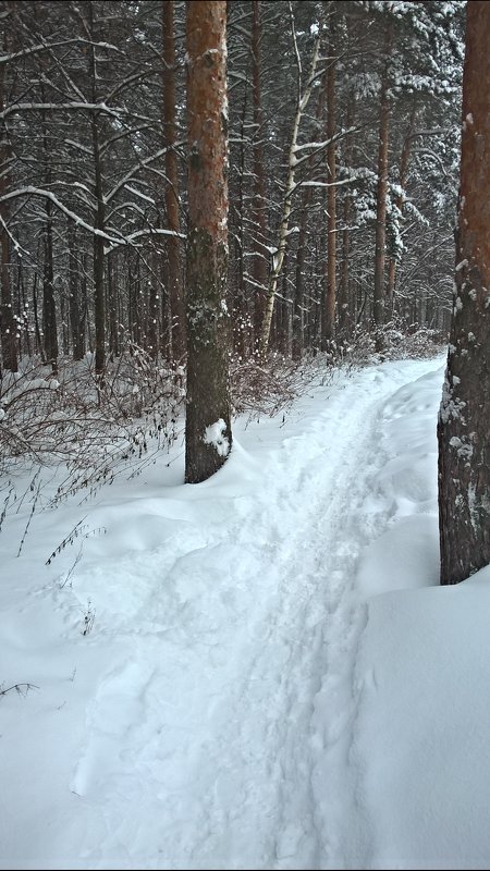 Дорога в лес - Марина Иванова