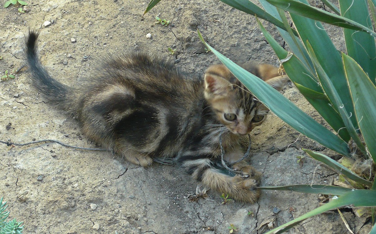 Котёнок - Вера Щукина