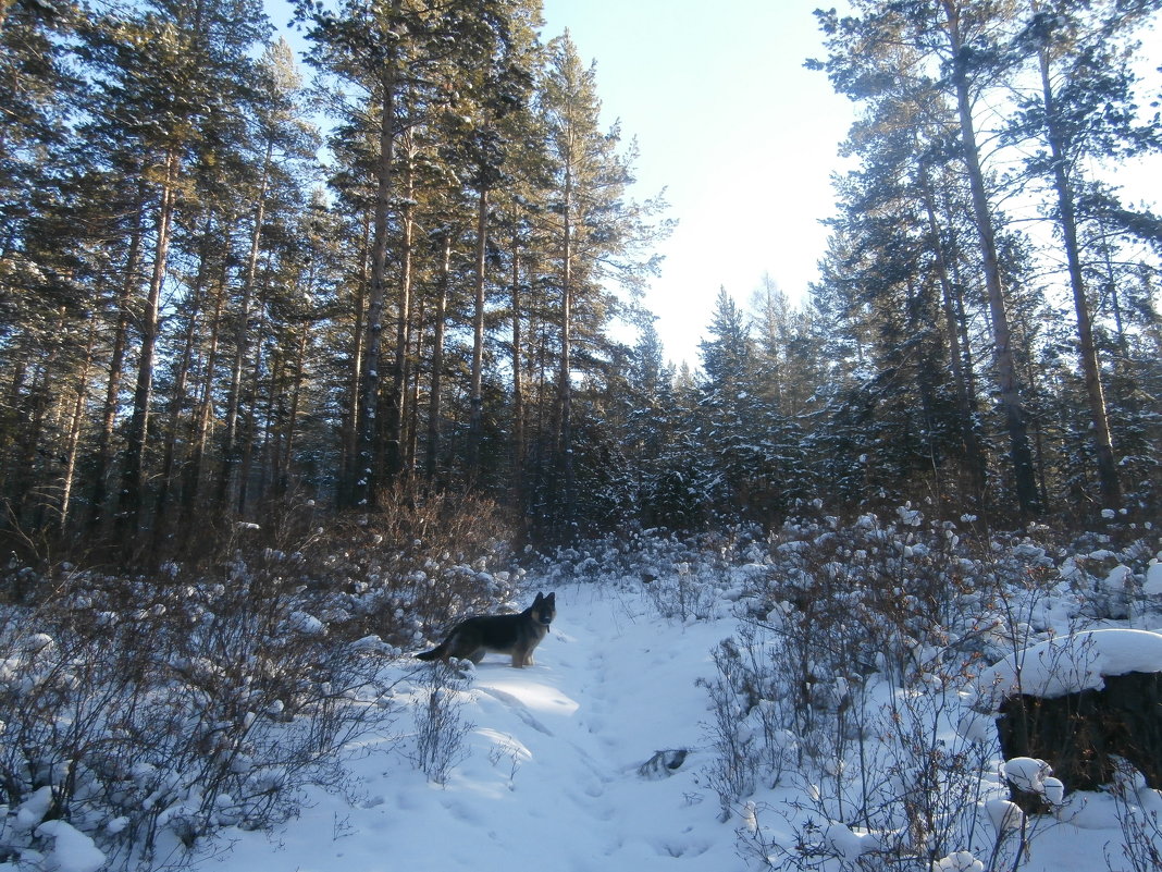 Зимняя прогулка с собакой - Елена Фалилеева-Диомидова