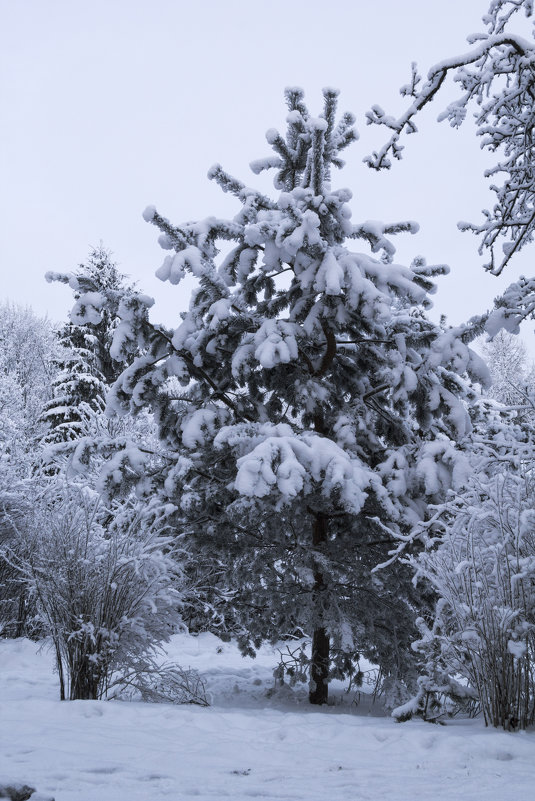 Сосна - Aнна Зарубина