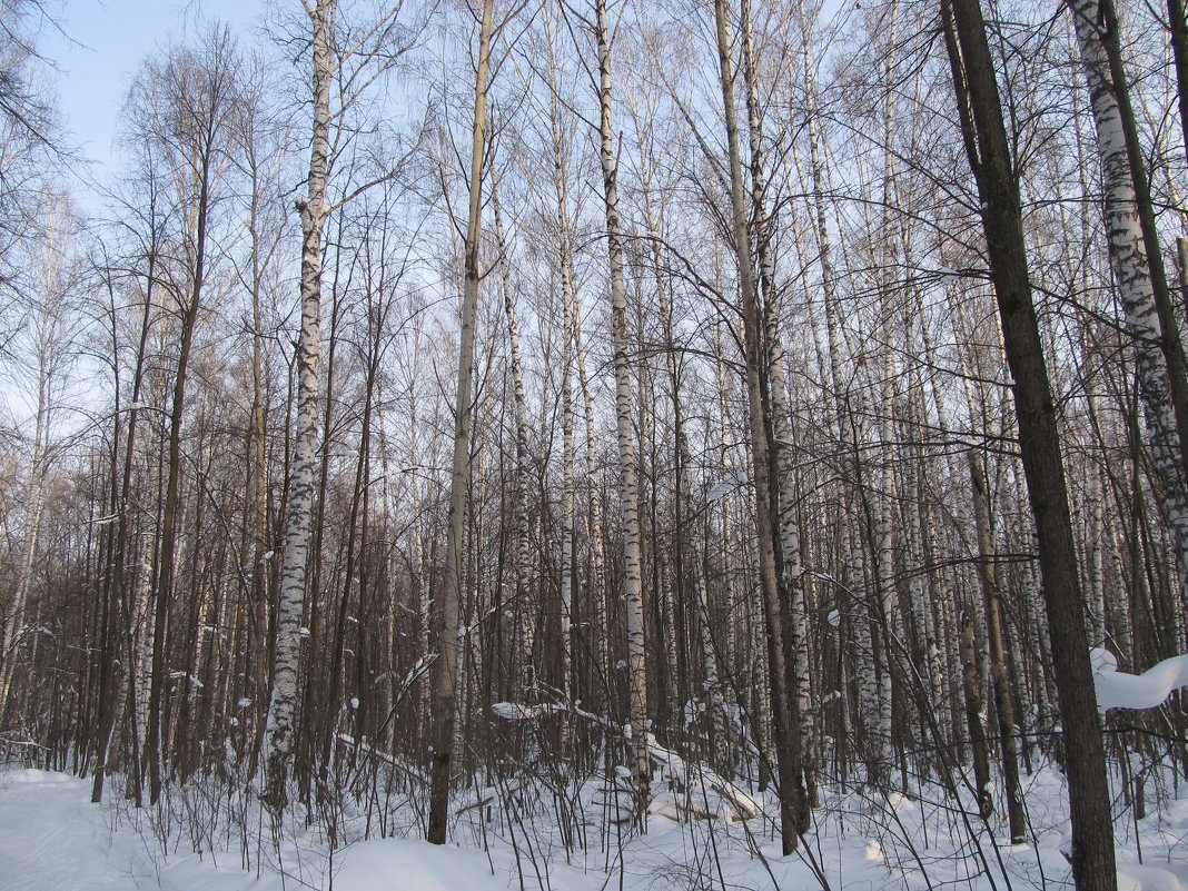 Зимний лес - Денис Геранькин
