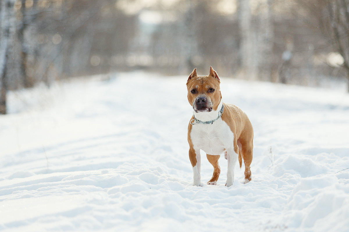 Морозный пес - Jany Starostina