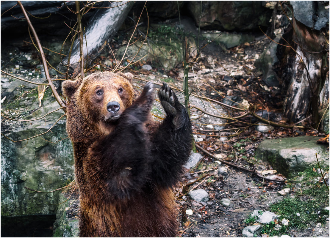 Браво...Браво...мне...ZOO Инсбрука.Австрия! - Александр Вивчарик