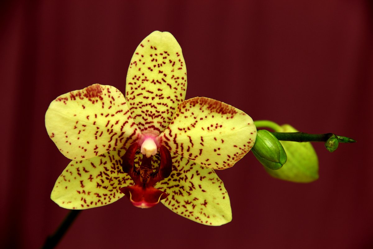 орхидея - yav 110455