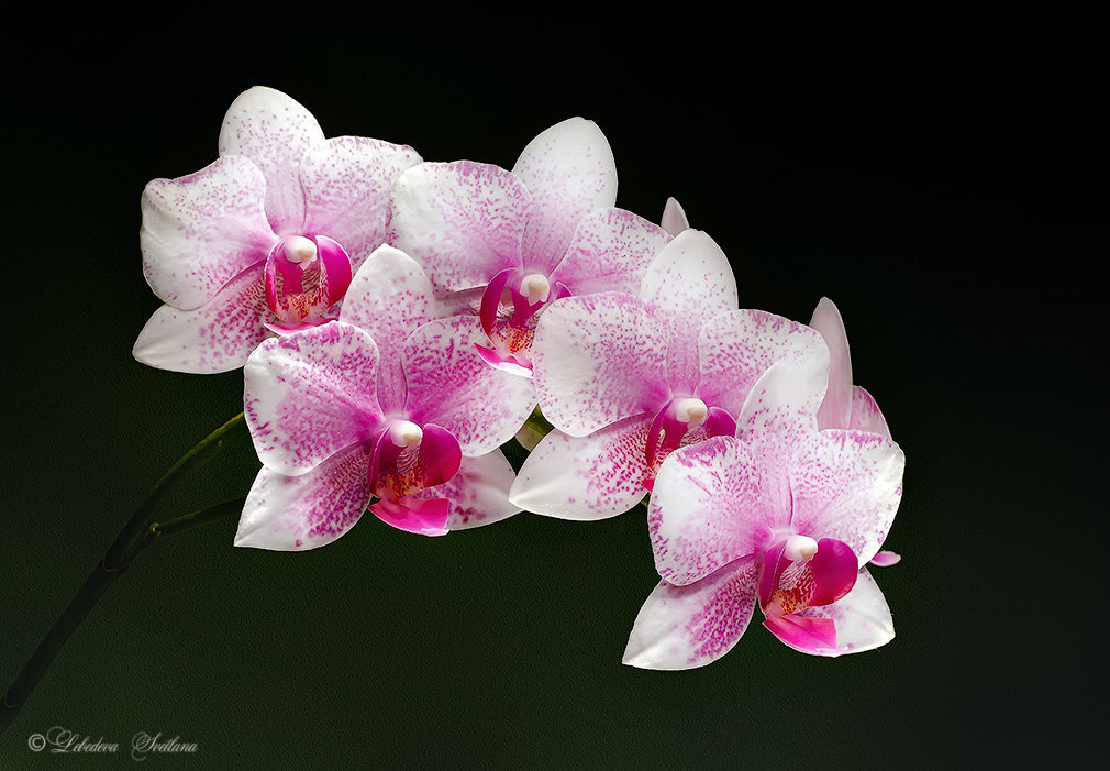 Ветка орхидеи - Светлана Л.