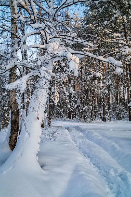 Снег, снег и ещё раз снег - Андрей Дворников