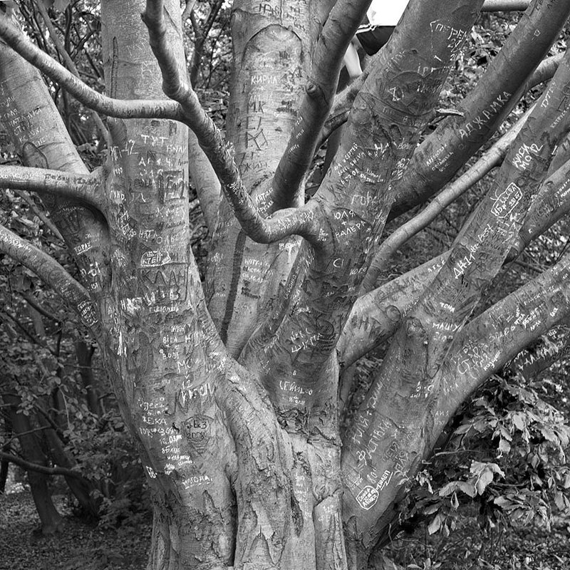 Note tree. - Андрий Майковский