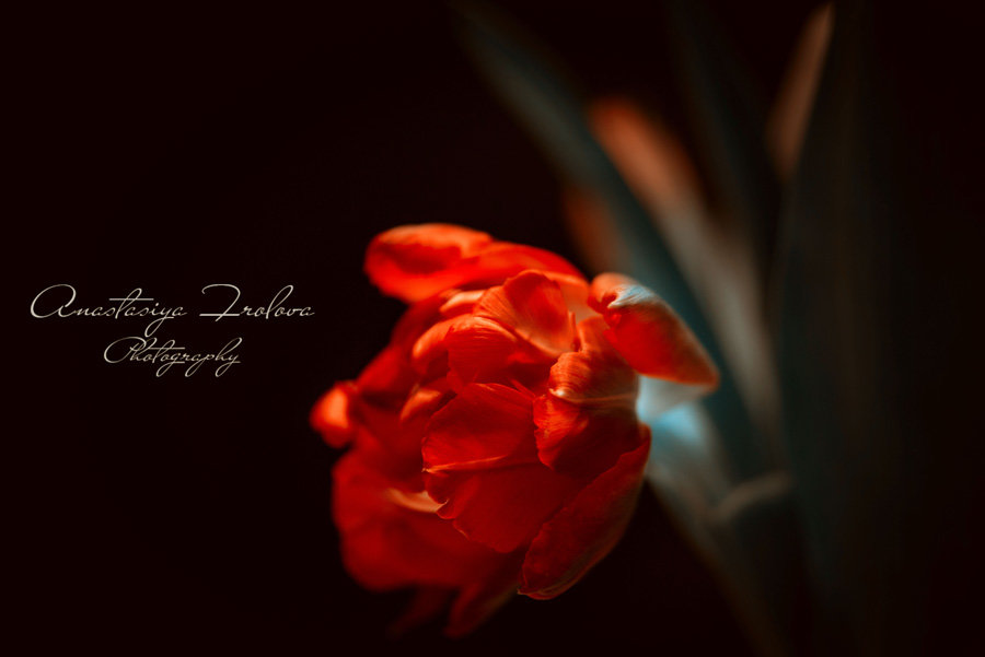 Огненный тюльпан - Anastasiya 