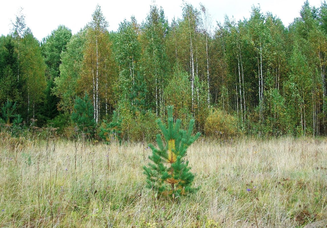 ОСЕНЬ - Виктор Елисеев