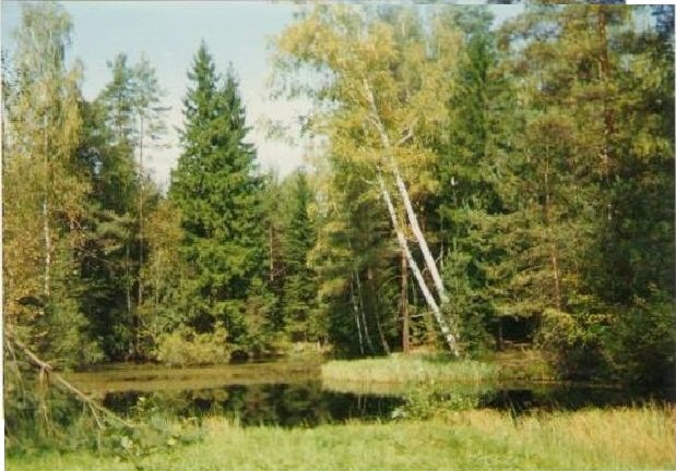 Лесной пруд - Виктор Мухин