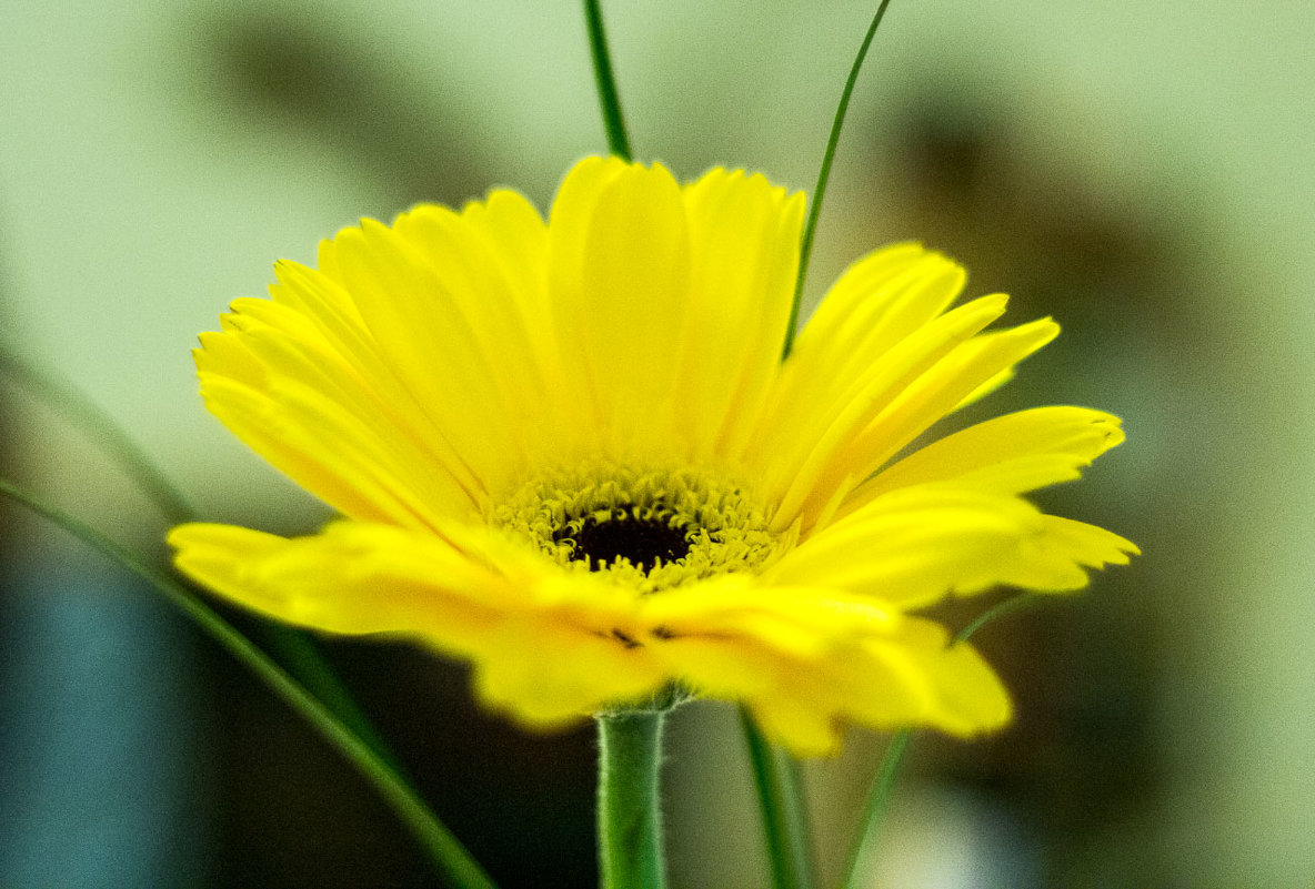 gerbera - Peteris Kalmuks