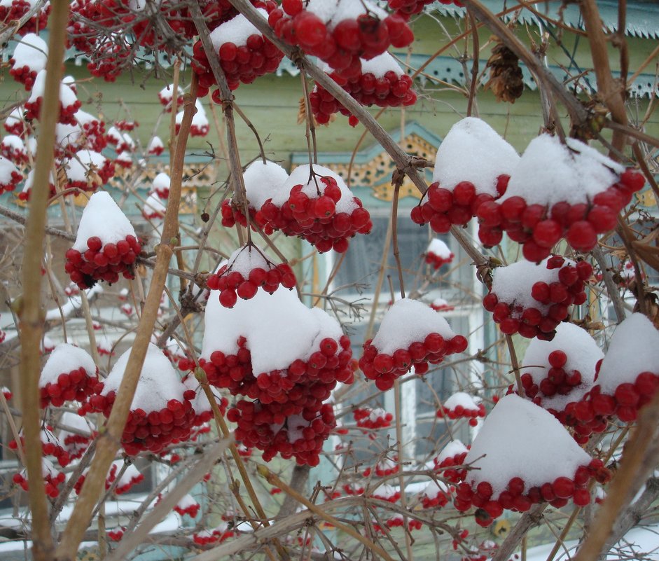 Снежные гроздья калины - Стас Борискин (STArSphoto)