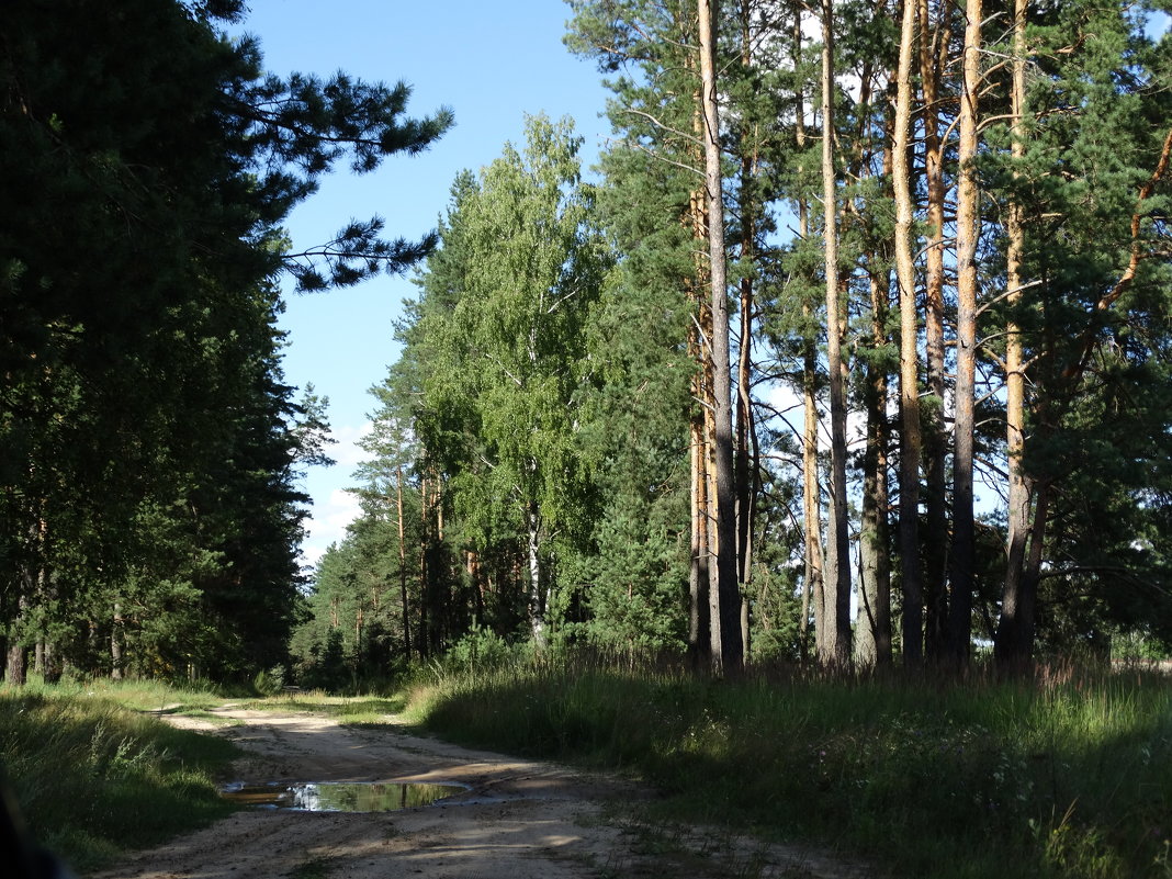 Дорога в лес - Александра Жорова