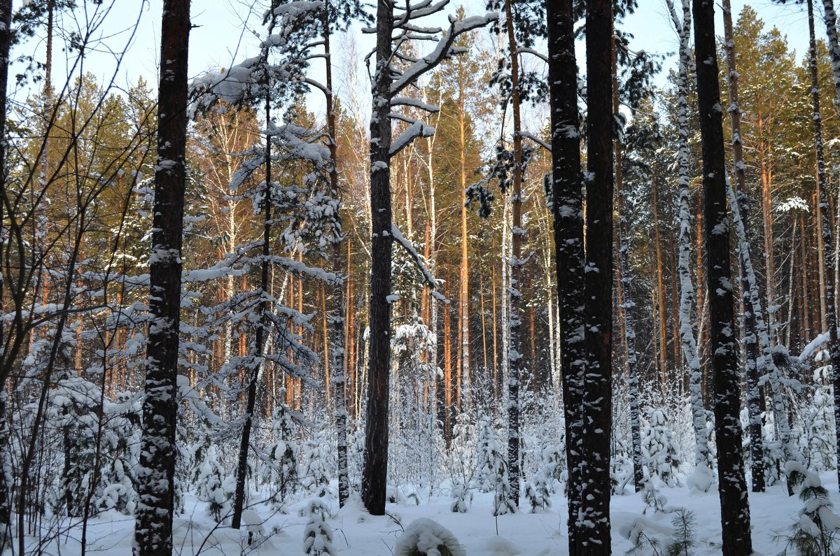 Зимний лес - Вера Андреева