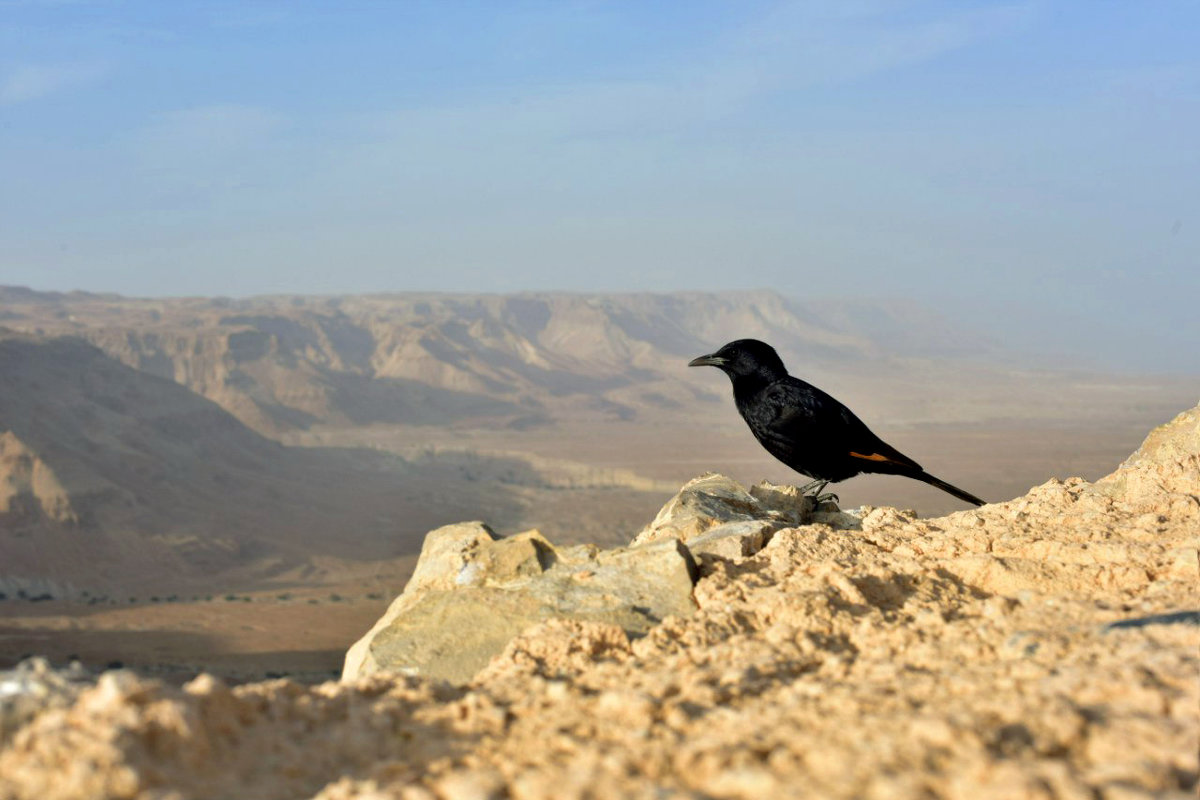 Черная птица в Иудейской пустыне в Израиле - Daria Egorova