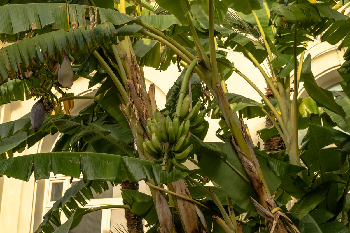 Банановое дерево - Witalij Loewin