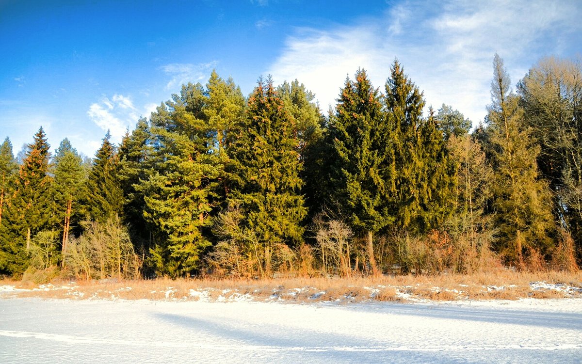 Фото зимней природы - Милешкин Владимир Алексеевич 