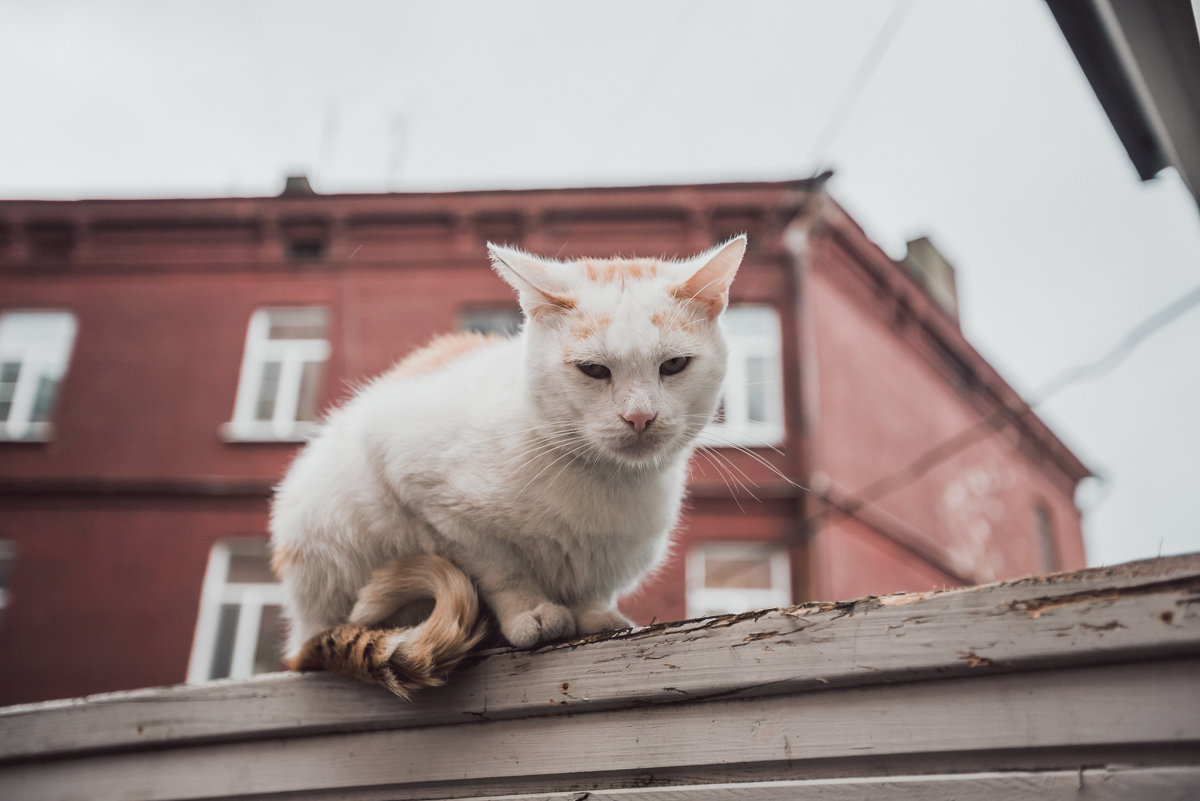 Выборгский уличный котик - Irina Kurzantseva