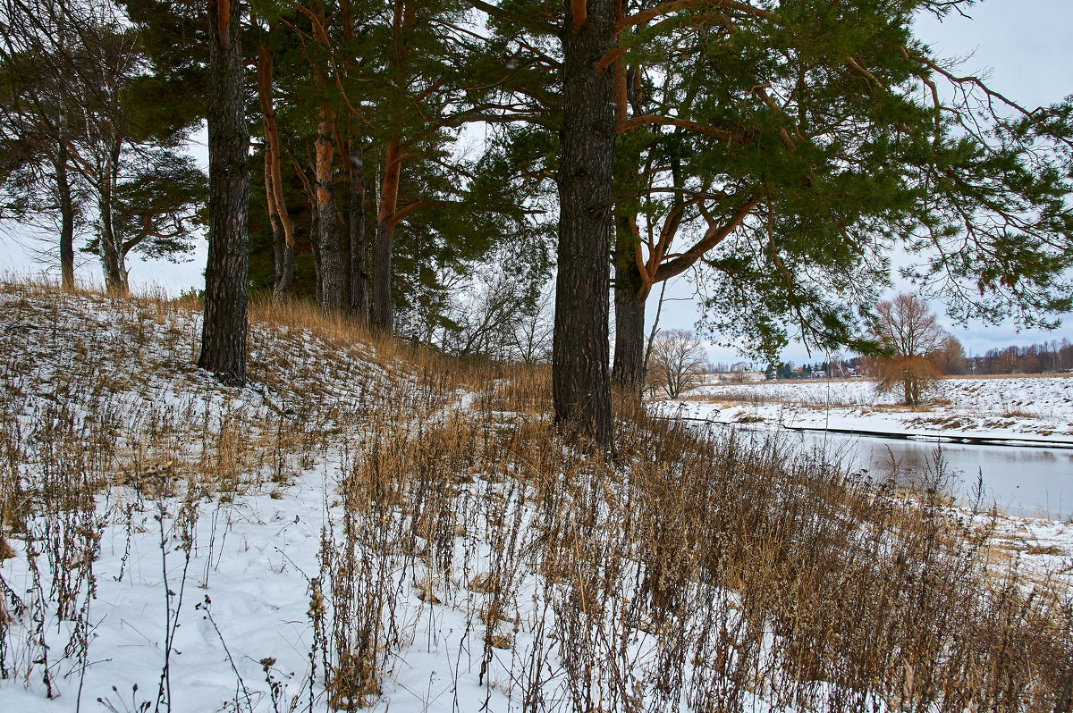 Зимний лес - Андрей Куприянов