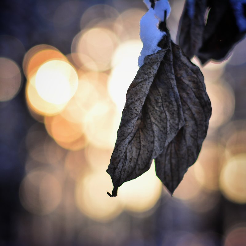 Листья зимой. - Alexandra Dyachishina