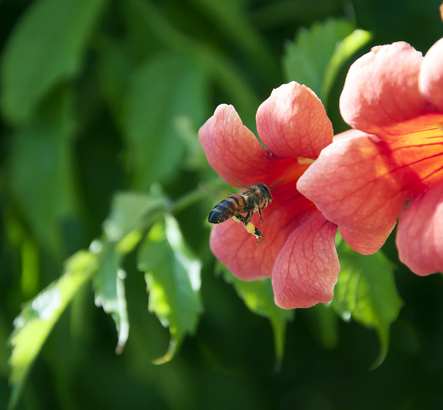 Раз пчела в теплый день весной ..... - Александр Бойко