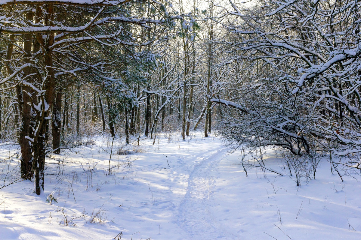 На тропе в зимнем лесу - Юрий Стародубцев