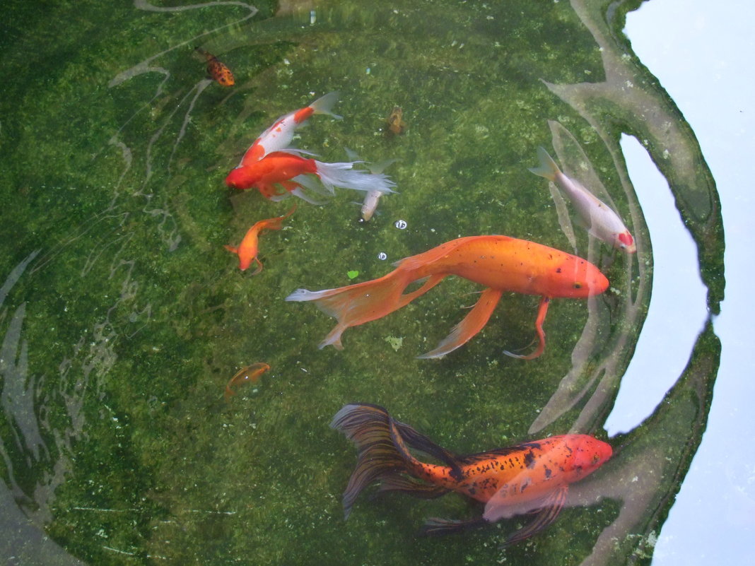 Красные рыбки счастья по буддийскому поверию. - Людмила Огнева 