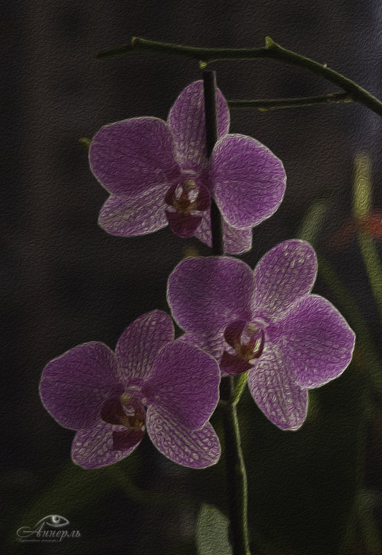 Орхидея - Анна Кокарева