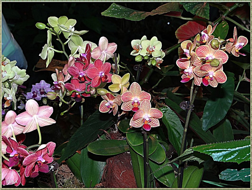 Орхидеи - Вера 