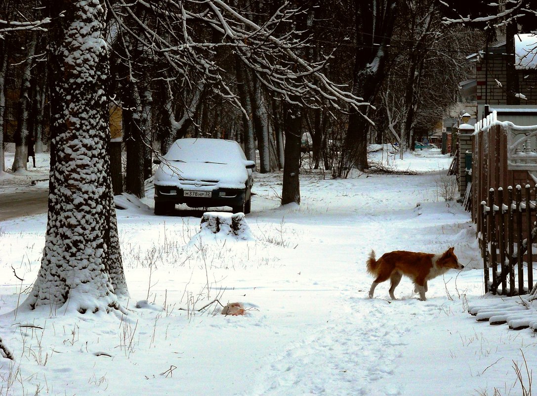неожиданный снег в марте - Леонид Натапов