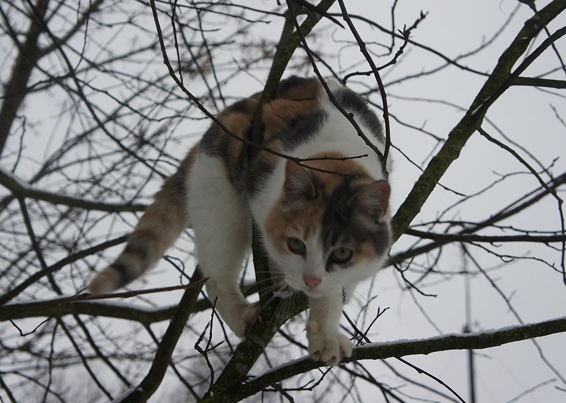 Кошка на дереве - Елена Павлова (Смолова)