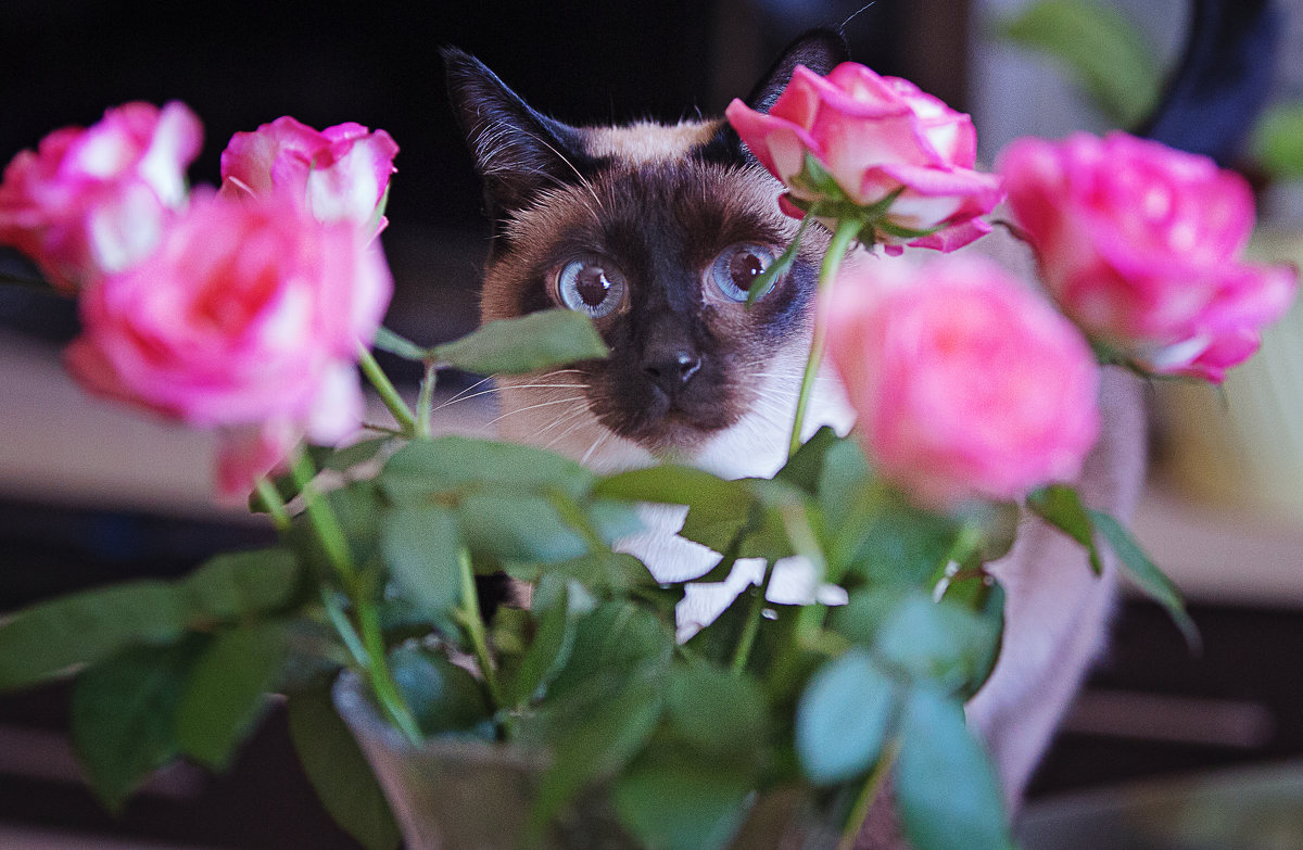 My cat and rose......) - Олег Князев