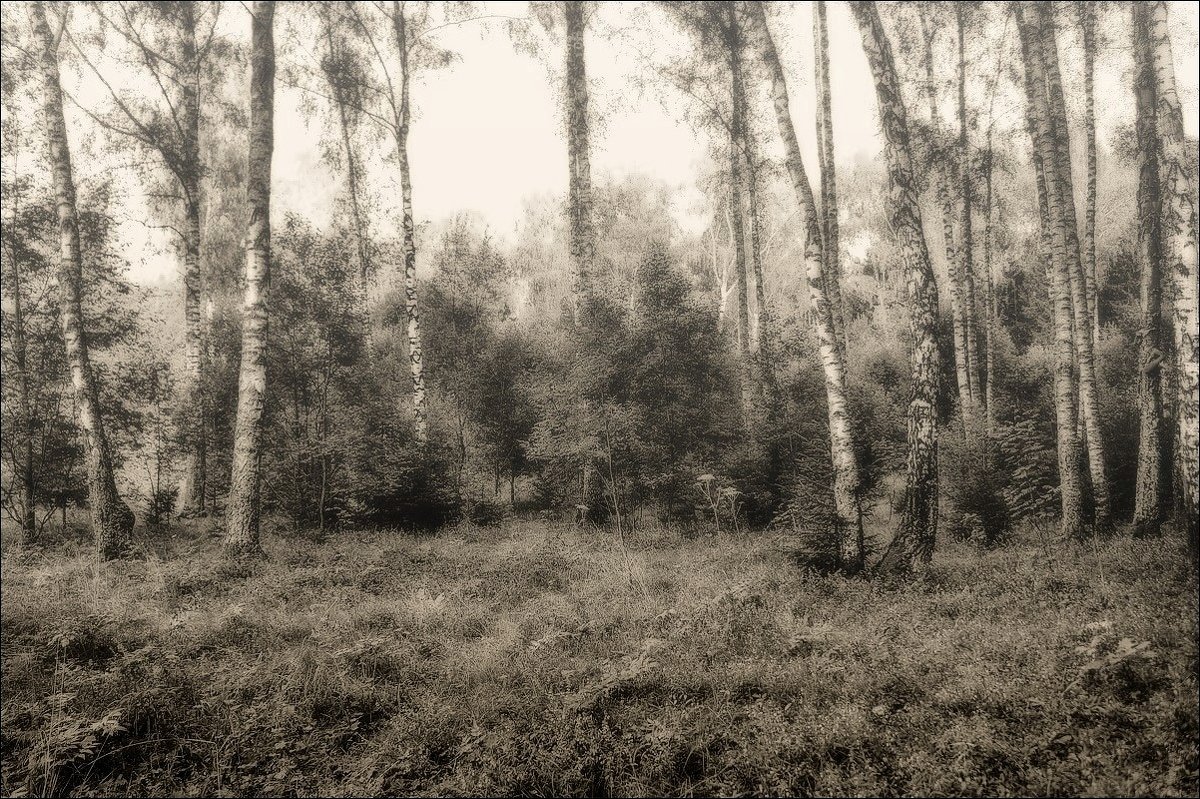 Таинственный лес... - марк 